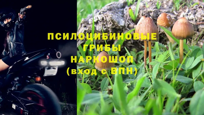 Псилоцибиновые грибы MAGIC MUSHROOMS  Новочебоксарск 